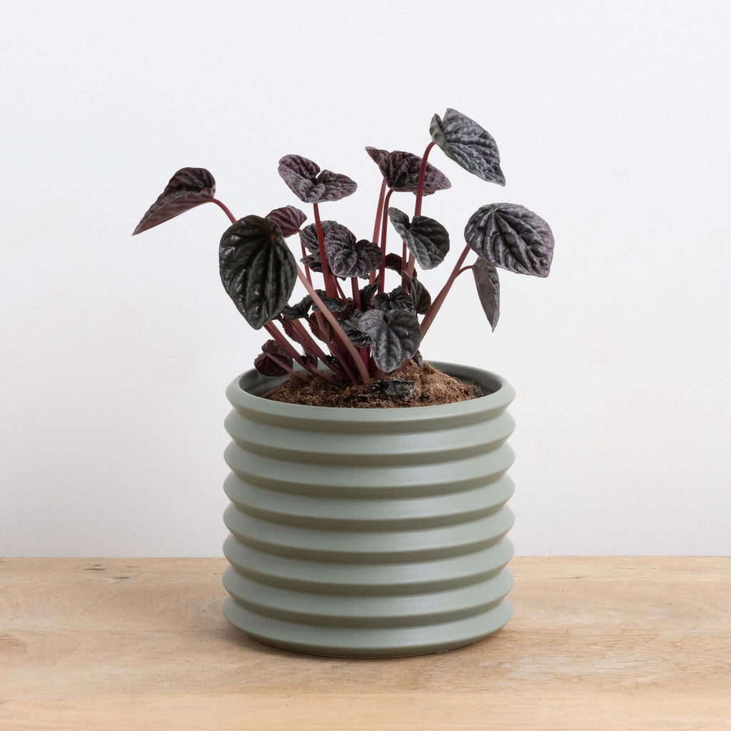 Eucalypt Cover Pot | Plant Pots | Chalet Boutique - Australia