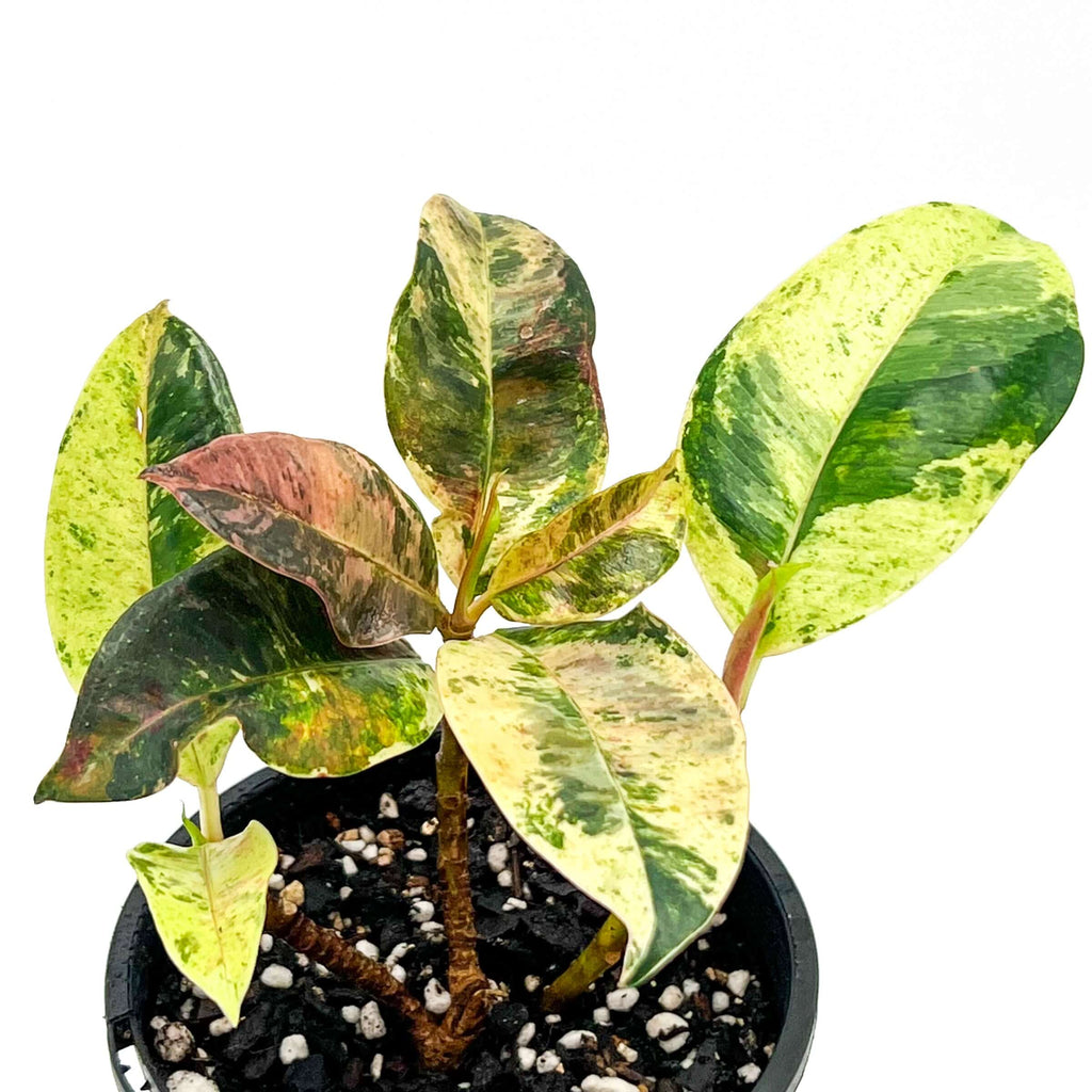 Ficus Elastica Marble | Indoor Plant | Chalet Boutique - Australia