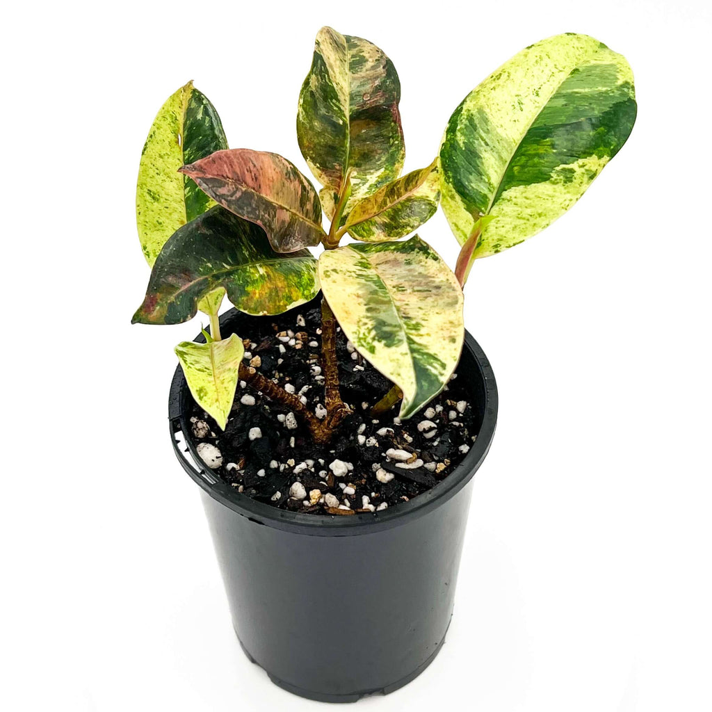 Ficus Elastica Marble | Indoor Plant | Chalet Boutique - Australia