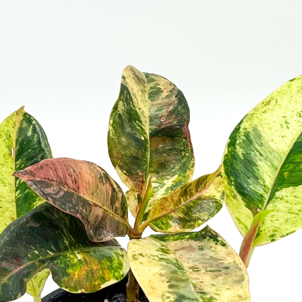 Ficus Elastica Marble | Indoor Plant | Chalet Boutique - Australia