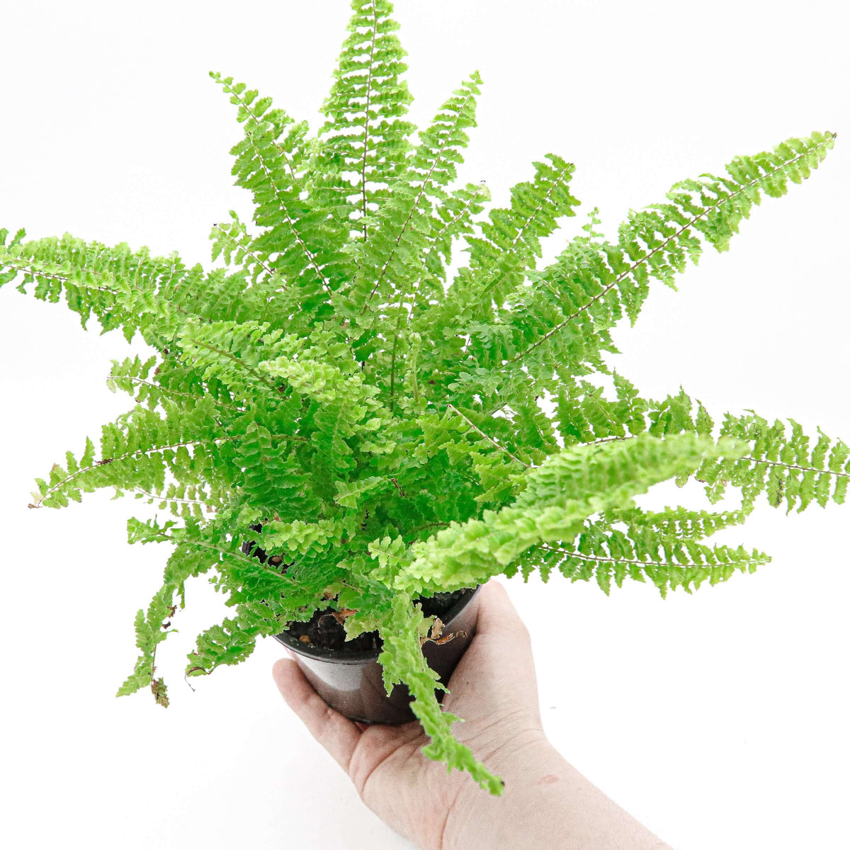 Buy Fluffy Ruffles Fern - Rare Indoor Plants Australia