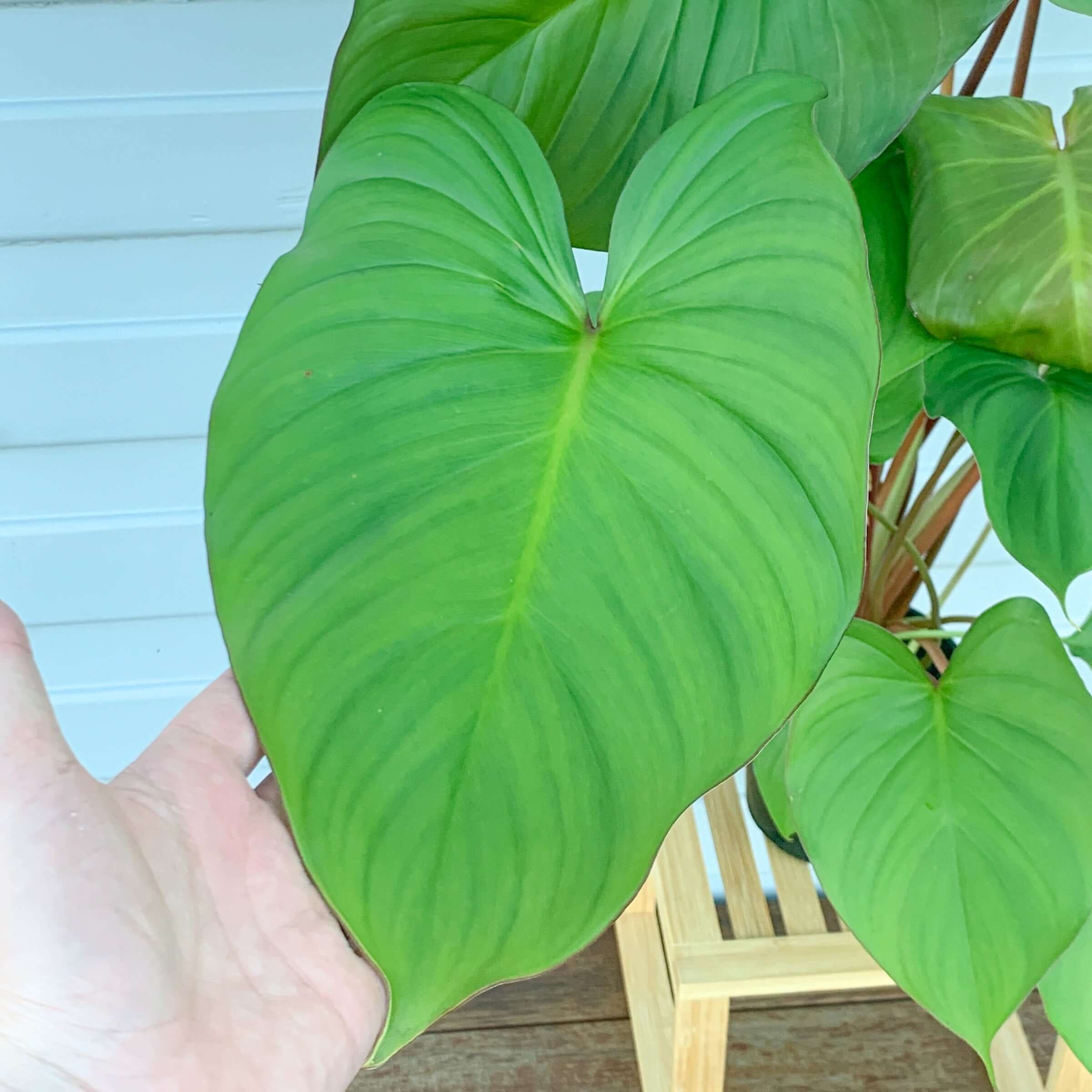 philodendron maggie Buy Homalomena Maggie