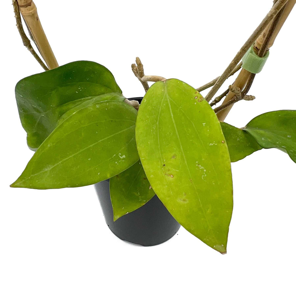 Hoya cinnamomfolia | Indoor Plant | Chalet Boutique - Australia