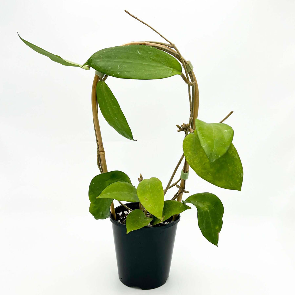 Hoya cinnamomfolia | Indoor Plant | Chalet Boutique - Australia