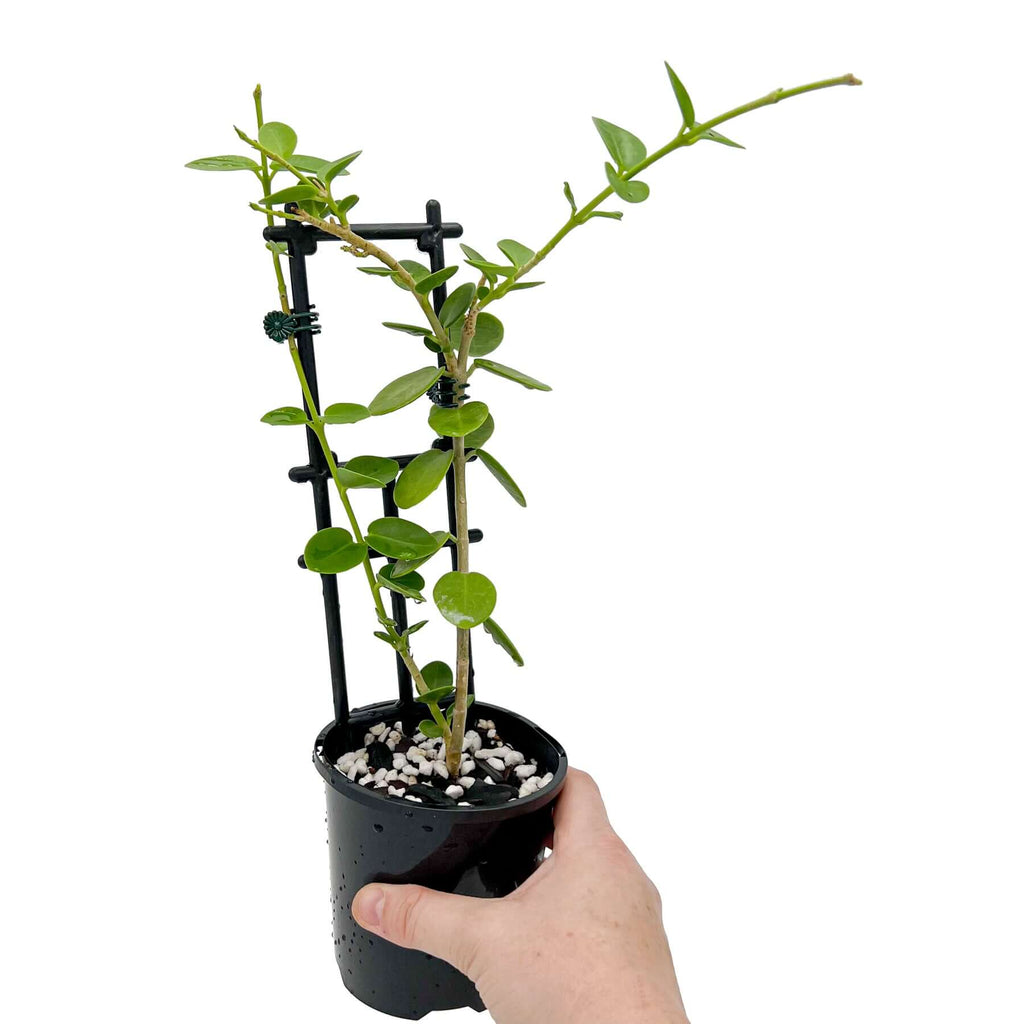 Hoya Cummingiana | Indoor Plant | Chalet Boutique - Australia