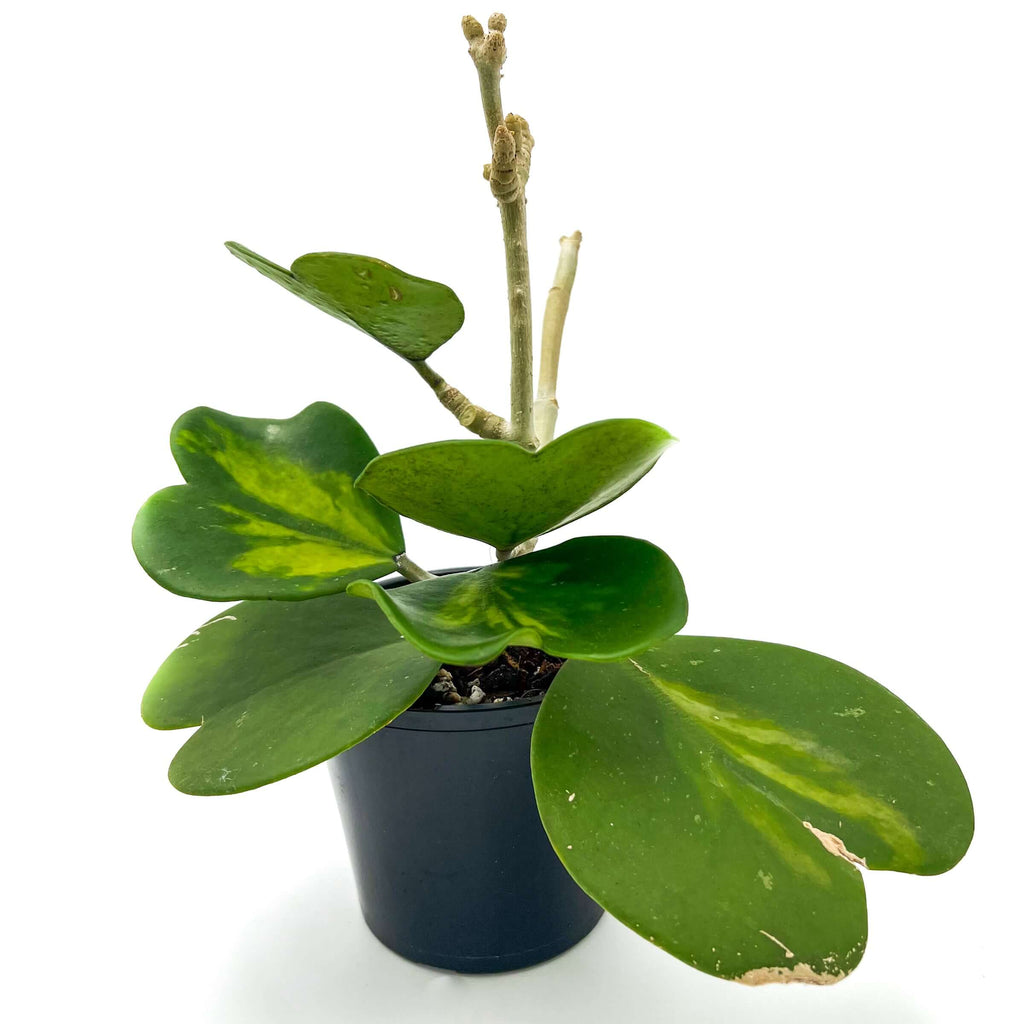 Hoya Kerrii Reverse Variegata | Indoor Plant | Chalet Boutique - Australia