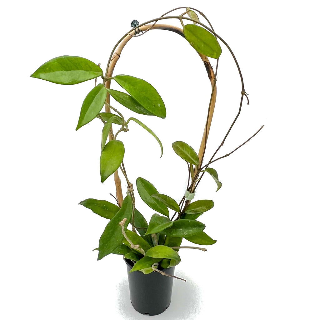 Hoya Shepherdell | Indoor Plant | Chalet Boutique - Australia