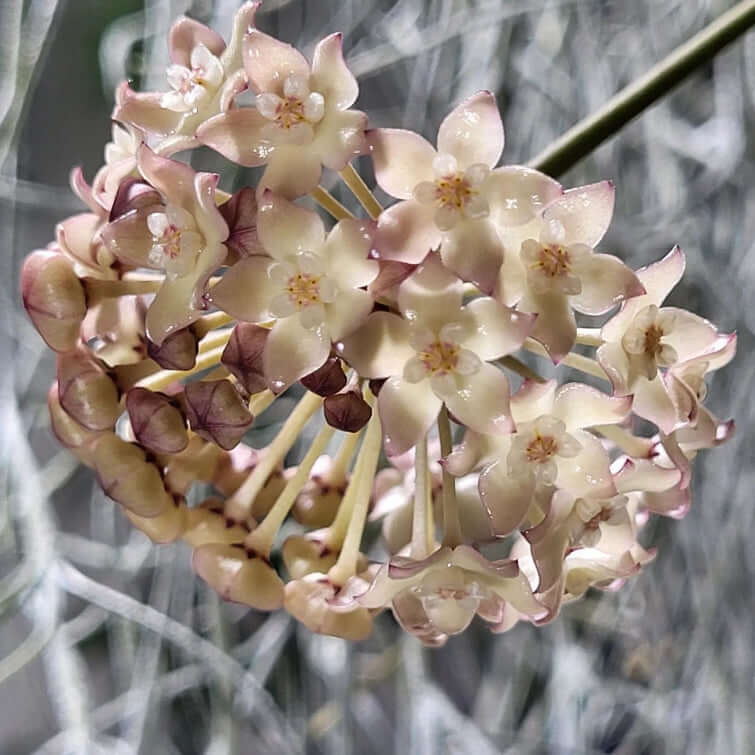 Hoya latifolia albomarginata | Indoor Plant | Chalet Boutique - Australia