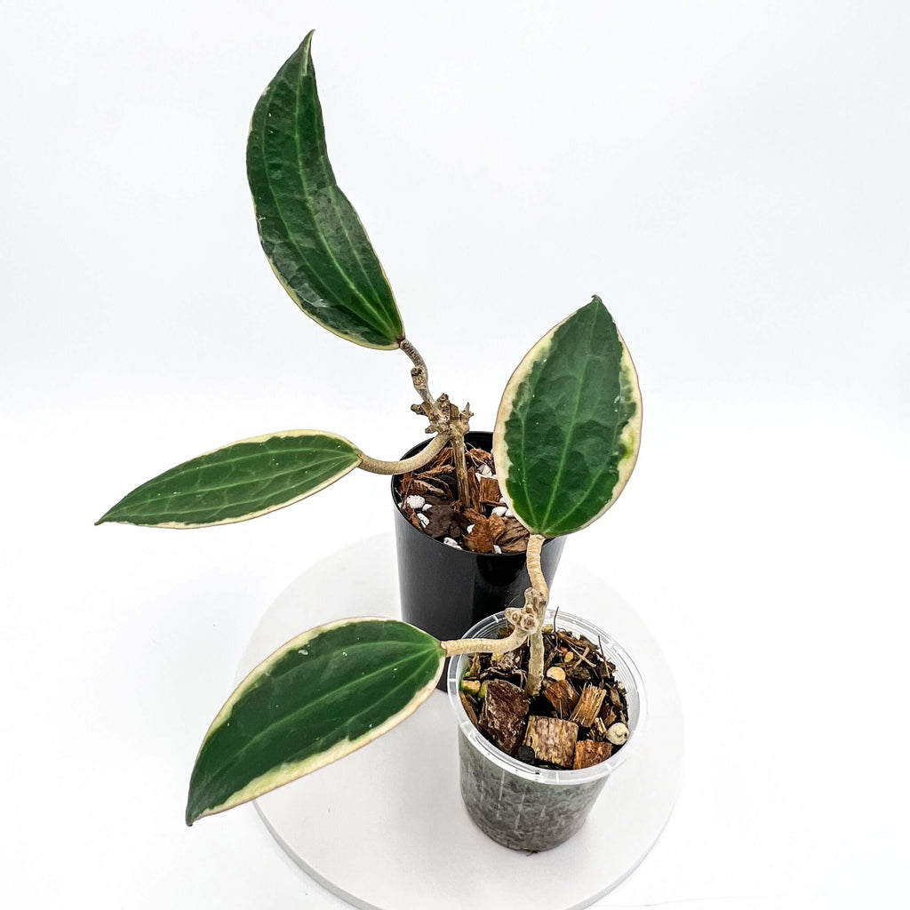 Hoya latifolia albomarginata | Indoor Plant | Chalet Boutique - Australia