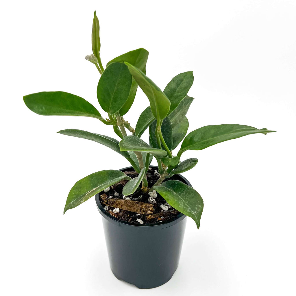 Hoya albiflora | Indoor Plant | Chalet Boutique - Australia
