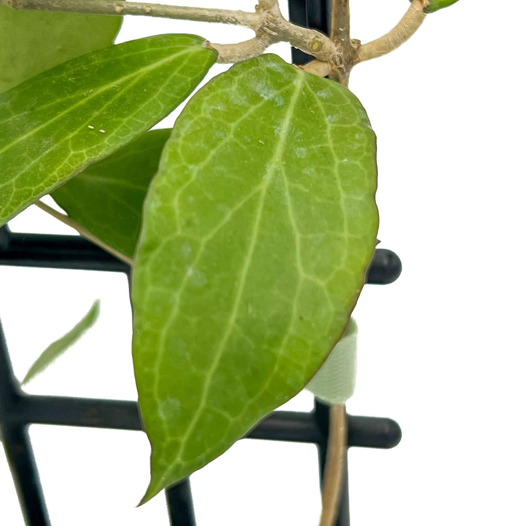 Hoya camphorifolia (Large) | Indoor Plant | Chalet Boutique - Australia