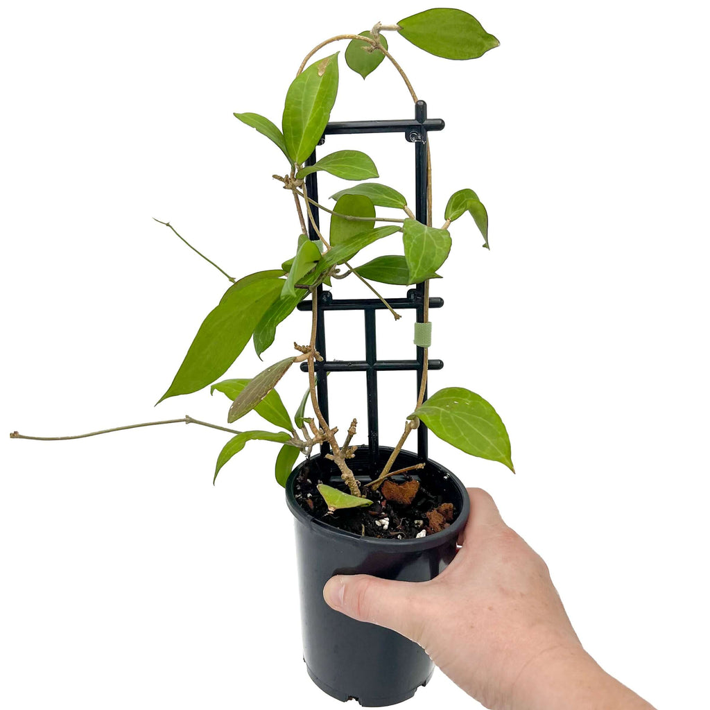 Hoya camphorifolia (Large) | Indoor Plant | Chalet Boutique - Australia