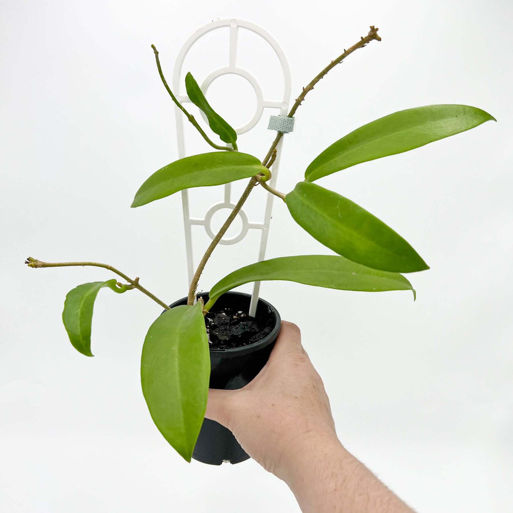 Hoya Celata | Indoor Plant | Chalet Boutique - Australia