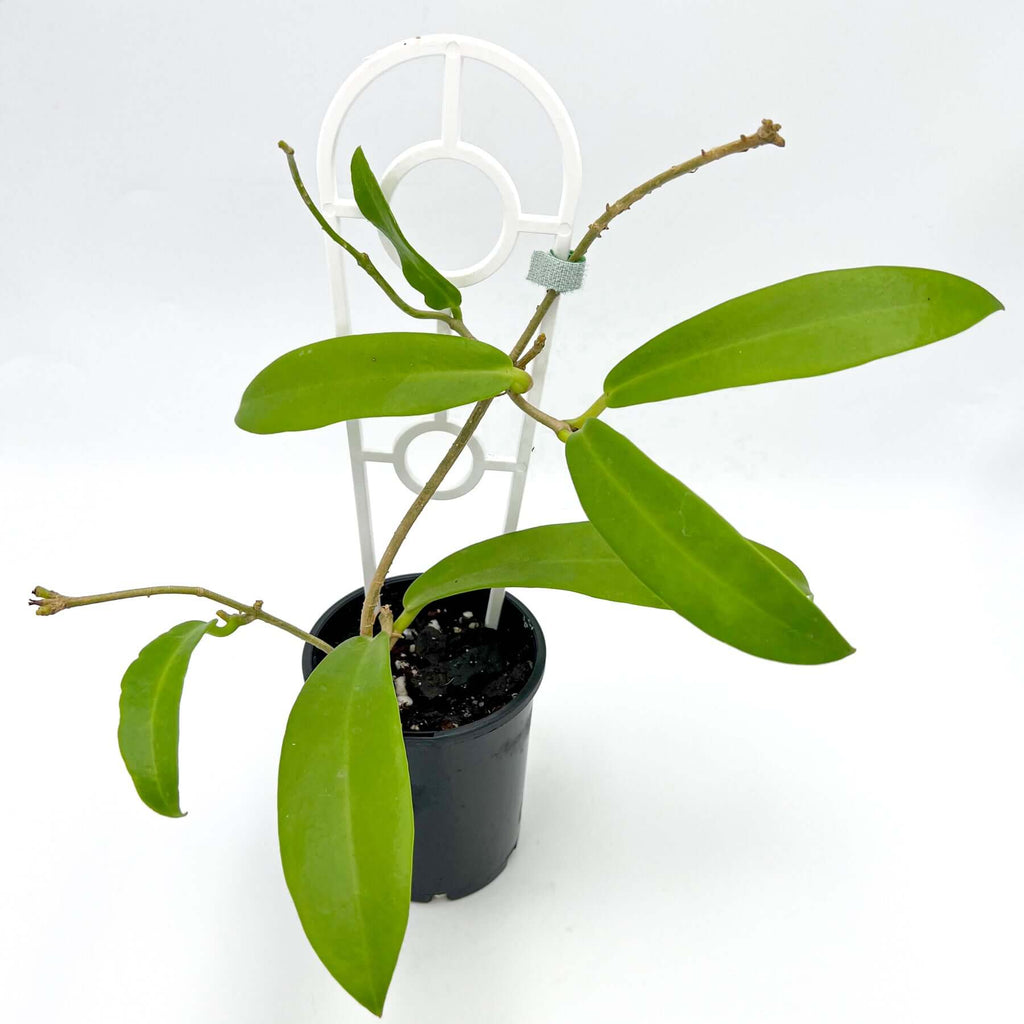 Hoya Celata | Indoor Plant | Chalet Boutique - Australia