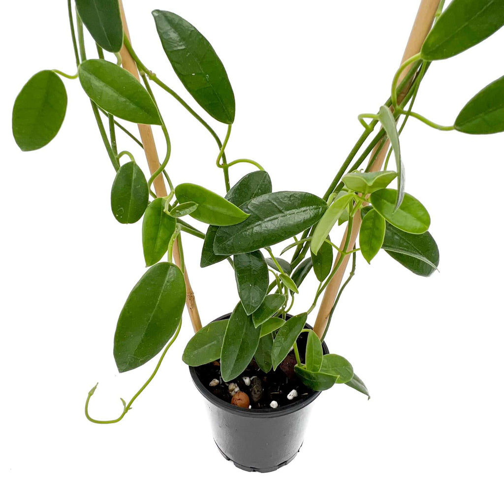 Hoya coronaria red with lush leaves in a pot, ideal for rare indoor plants and plants shipped in Australia.