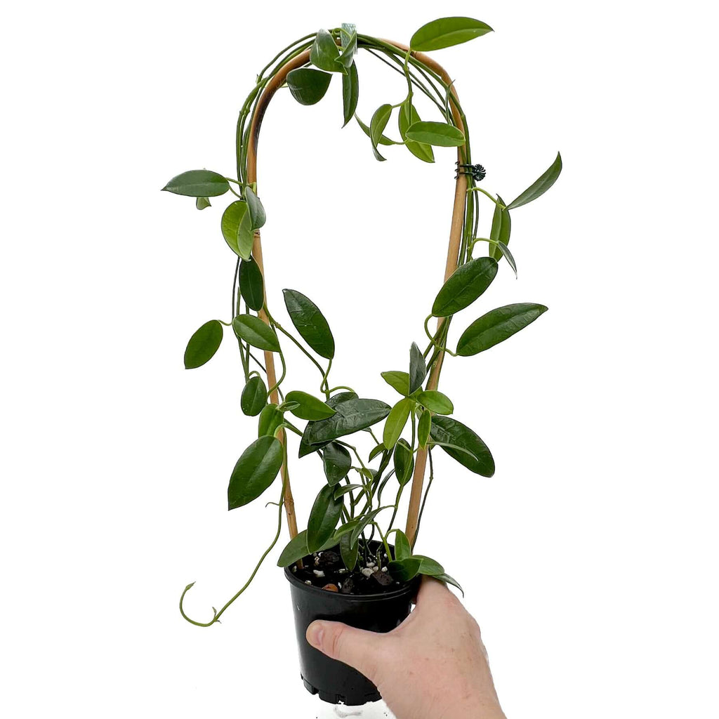 Hoya coronaria red plant with vibrant leaves in a pot, perfect for Australian indoor spaces and rare plant enthusiasts.