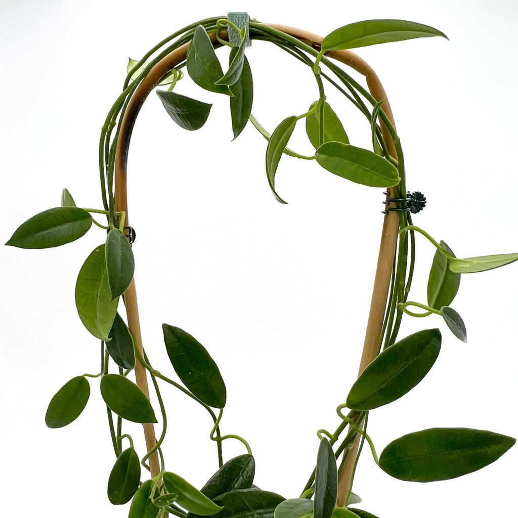 Hoya coronaria red plant with blue-green pubescent leaves, ideal for indoor spaces and rare plant collectors in Australia.
