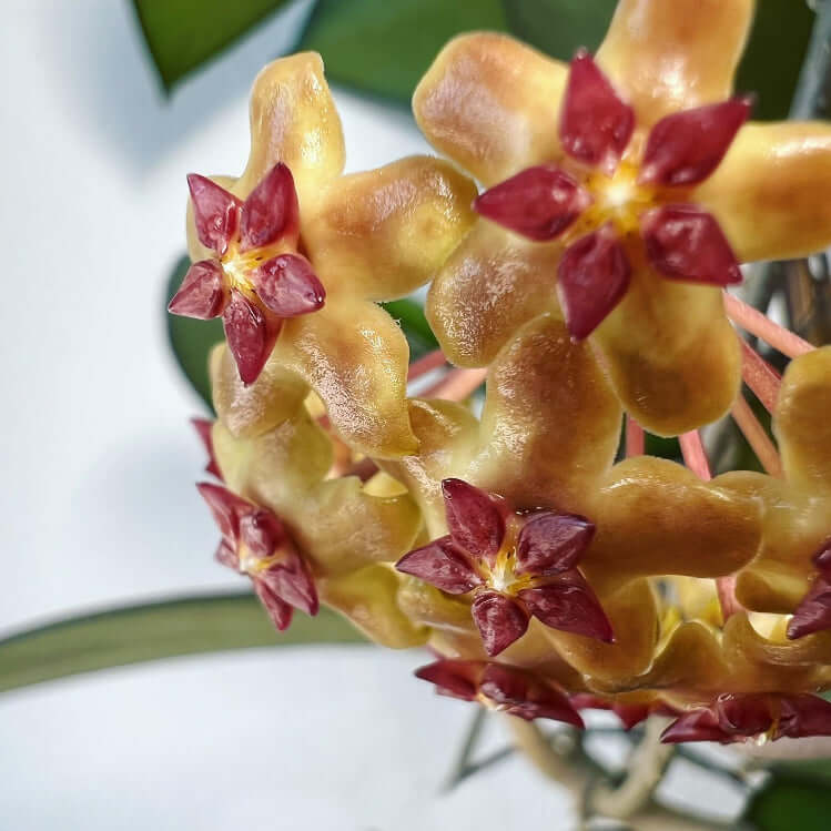 hoya fusco marginata splash Hoya Fusco Marginata