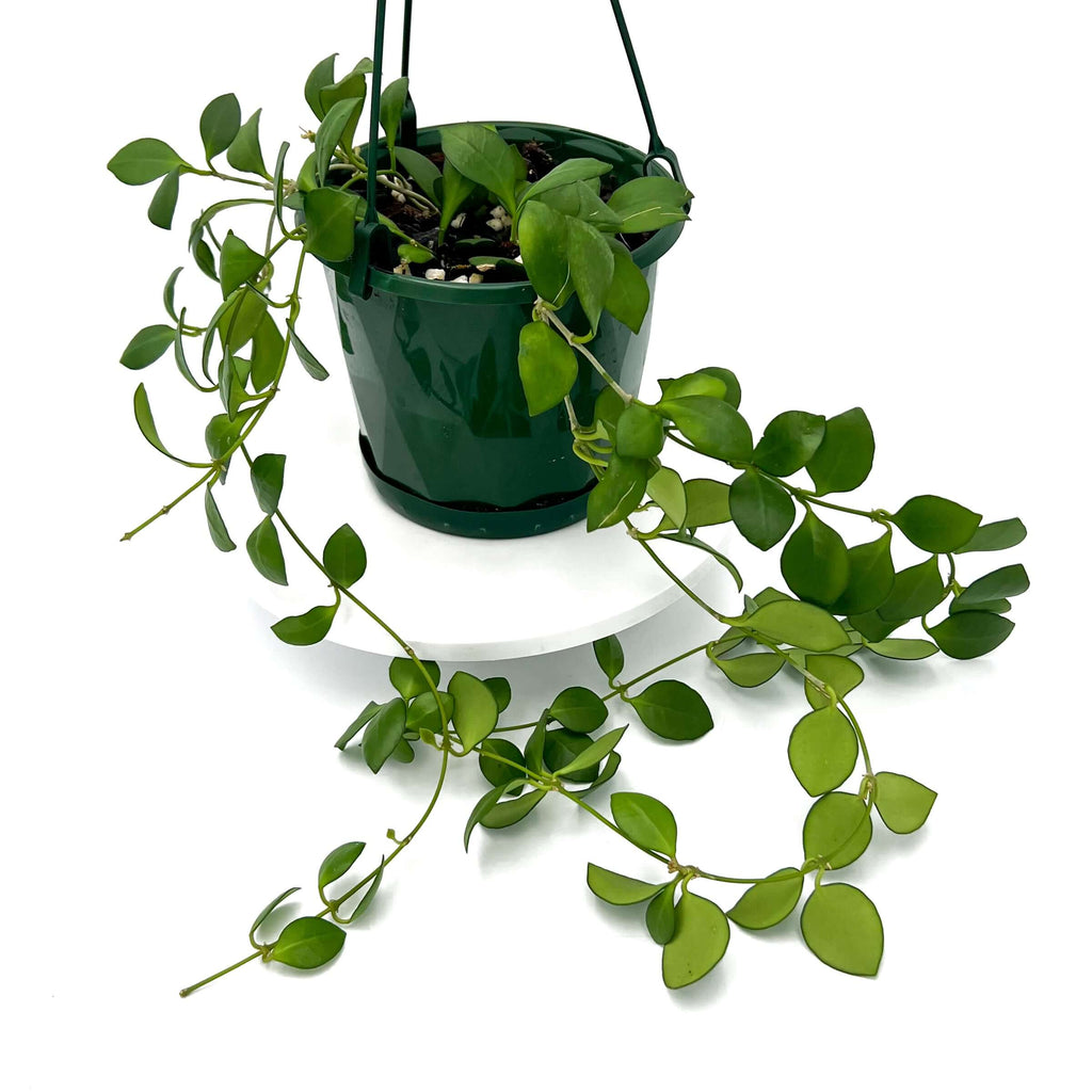 Hoya heuschkeliana | Indoor Plant | Chalet Boutique - Australia