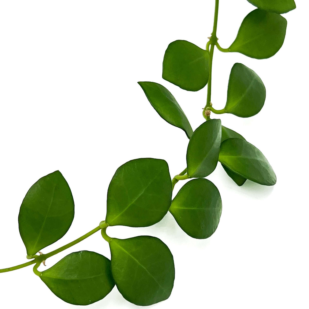 Hoya heuschkeliana | Indoor Plant | Chalet Boutique - Australia