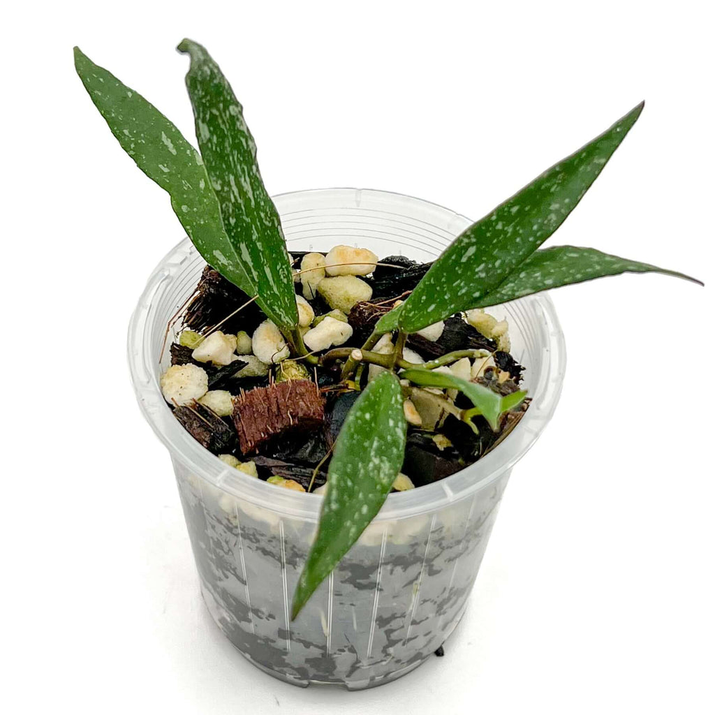 Hoya mirabilis splash | Indoor Plant | Chalet Boutique - Australia