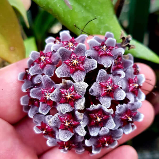 Hoya pubicalyx 'Royal Hawaiian Purple' | Indoor Plant | Chalet Boutique - Australia