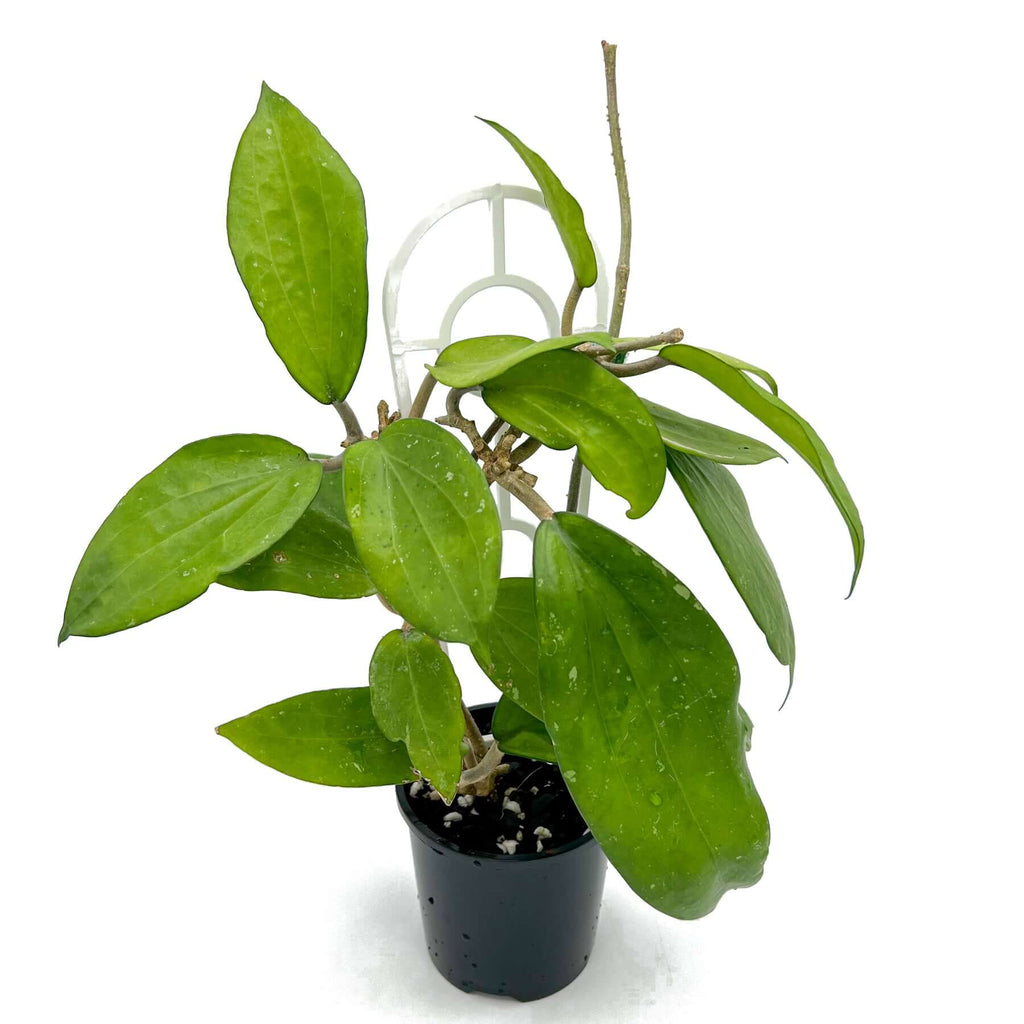 Hoya purpureo-fusca indoor plant with large green leaves on a trellis, ideal for rare plant enthusiasts in Australia.