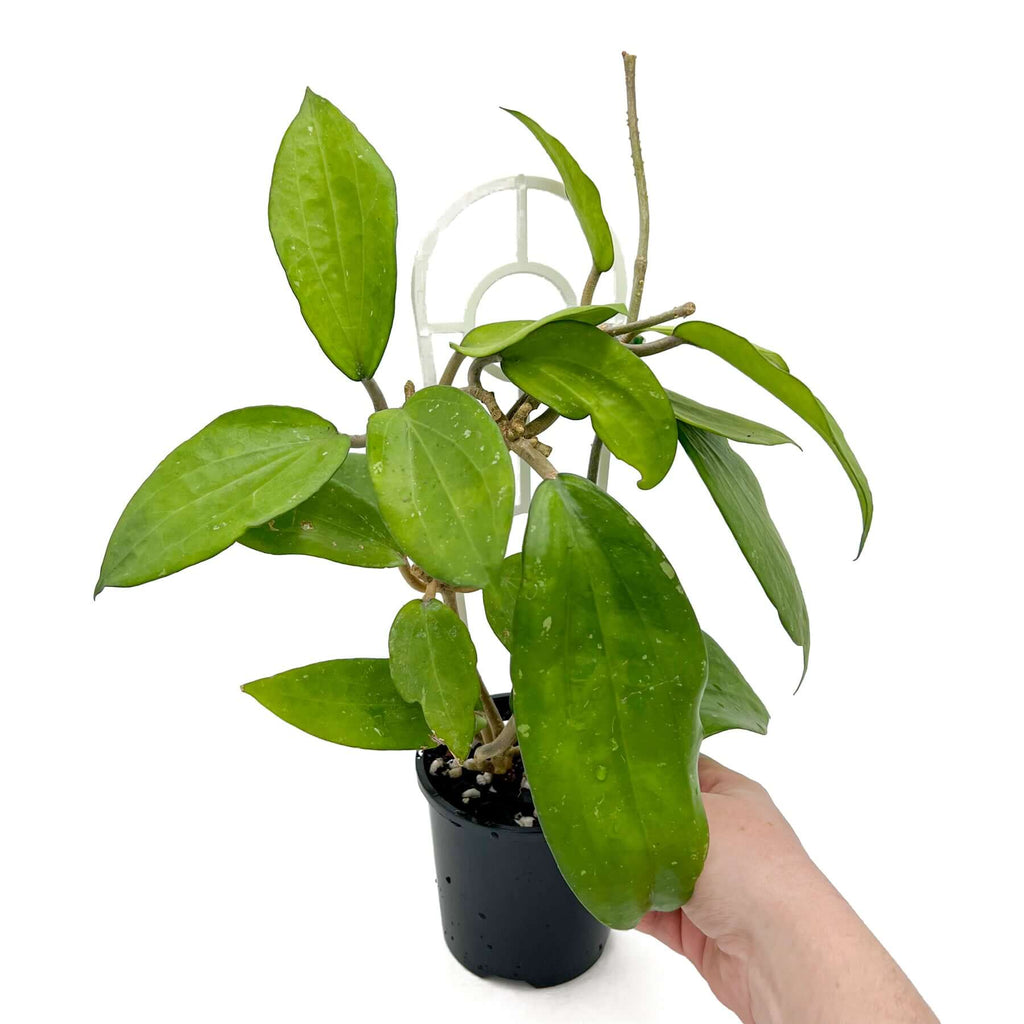 Hoya purpureo-fusca plant in a pot, showcasing lush green leaves, perfect for rare indoor plant collectors.