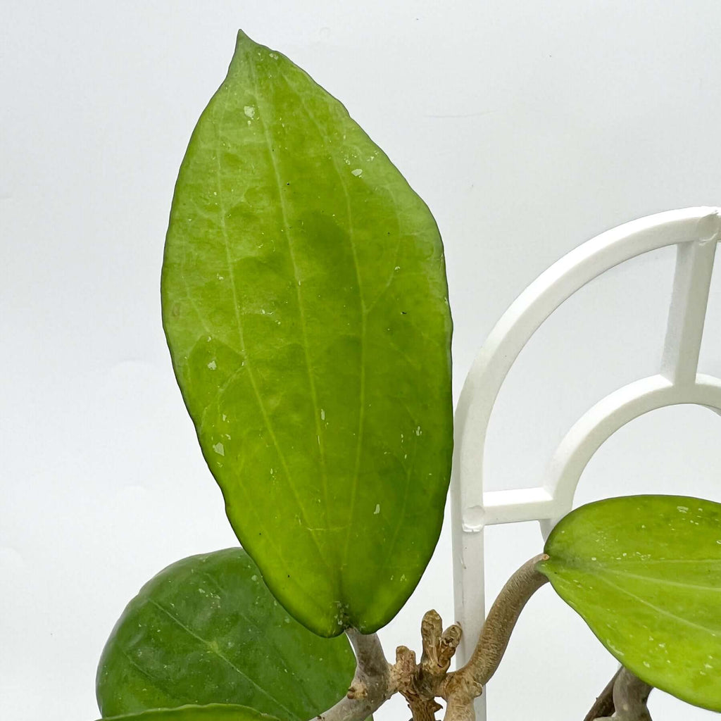 Hoya purpureo-fusca leaf showcasing lush green colour and texture, ideal for rare indoor plants lovers.