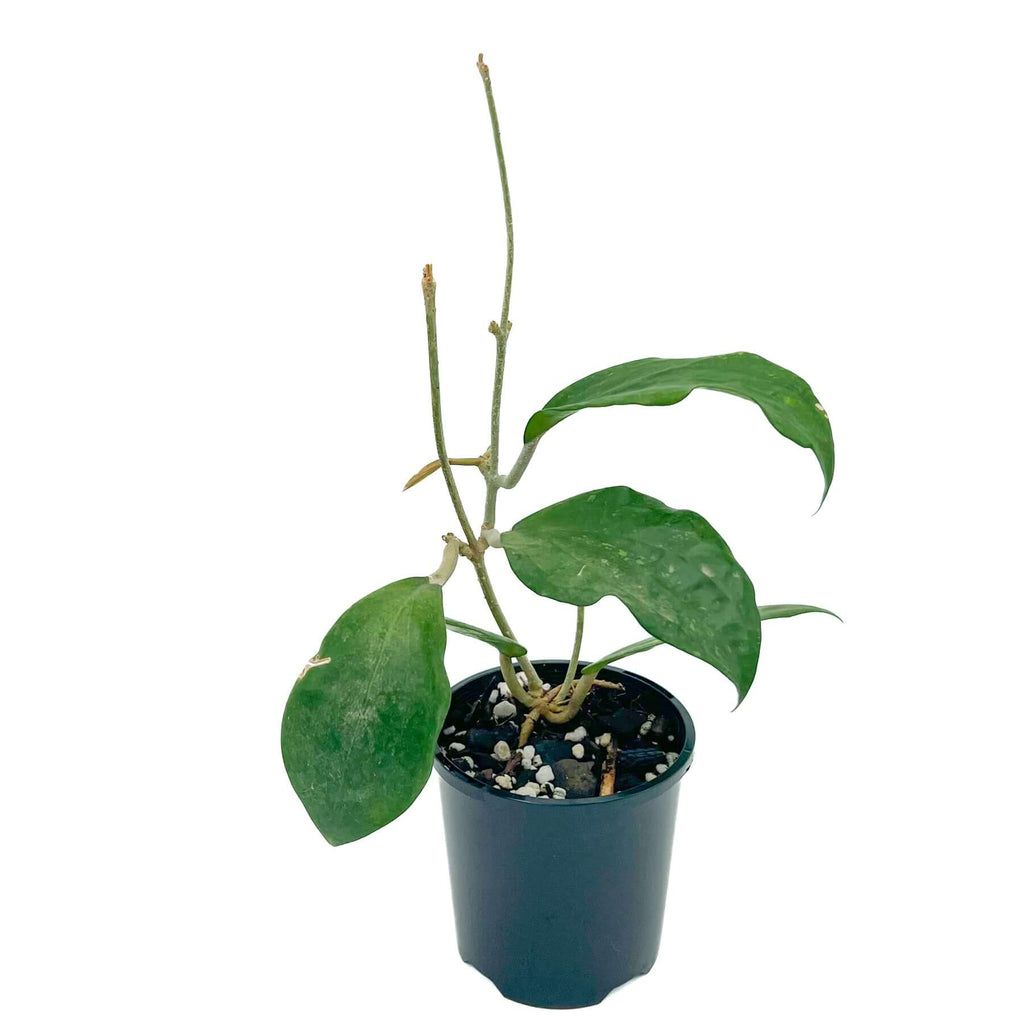 Hoya purpureo-fusca | Indoor Plant | Chalet Boutique - Australia