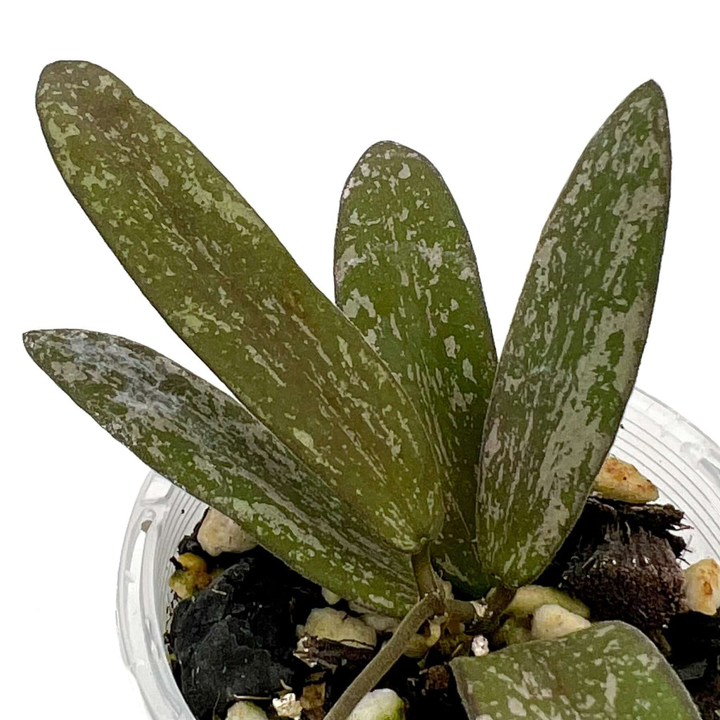 Hoya sigillatis | Indoor Plant | Chalet Boutique - Australia