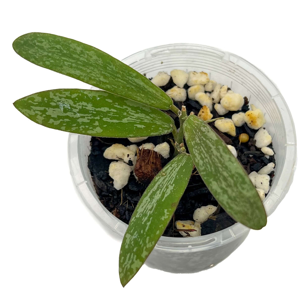 Hoya sigillatis | Indoor Plant | Chalet Boutique - Australia
