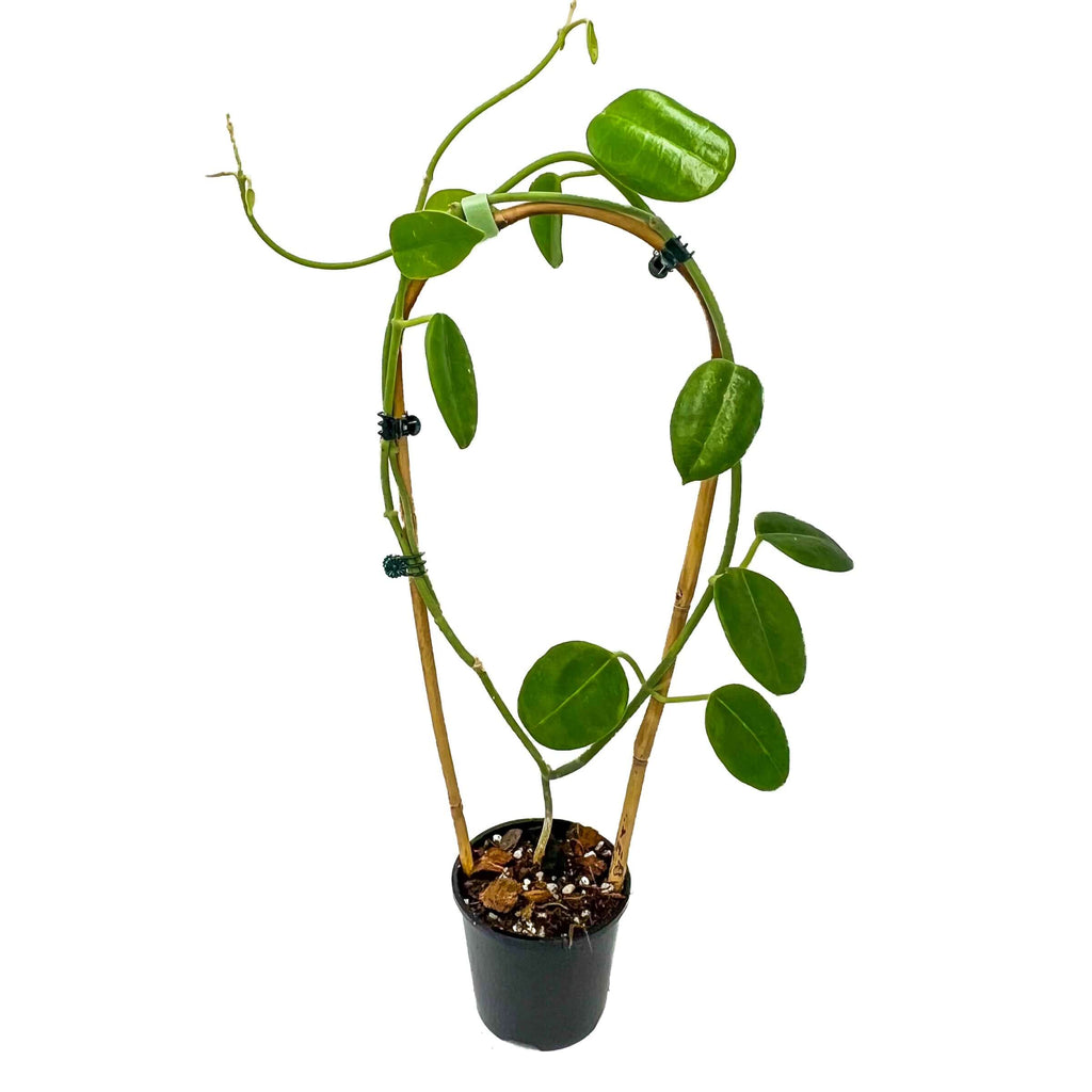 Hoya sussuella in a pot, showcasing rare indoor plants with glossy leaves and elegant form, available online in Australia.