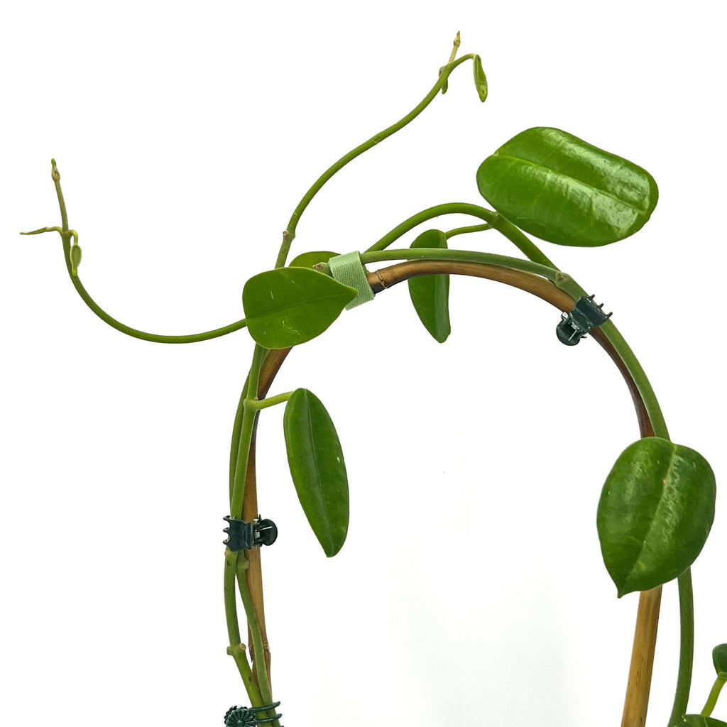 Hoya sussuella plant with glossy green leaves, showcasing its unique felt texture and elegant growth.