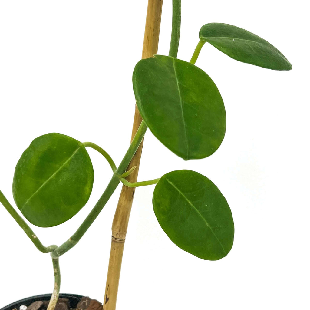 Close-up of Hoya sussuella leaves showcasing glossy green oval shapes, perfect for indoor plant lovers in Australia.