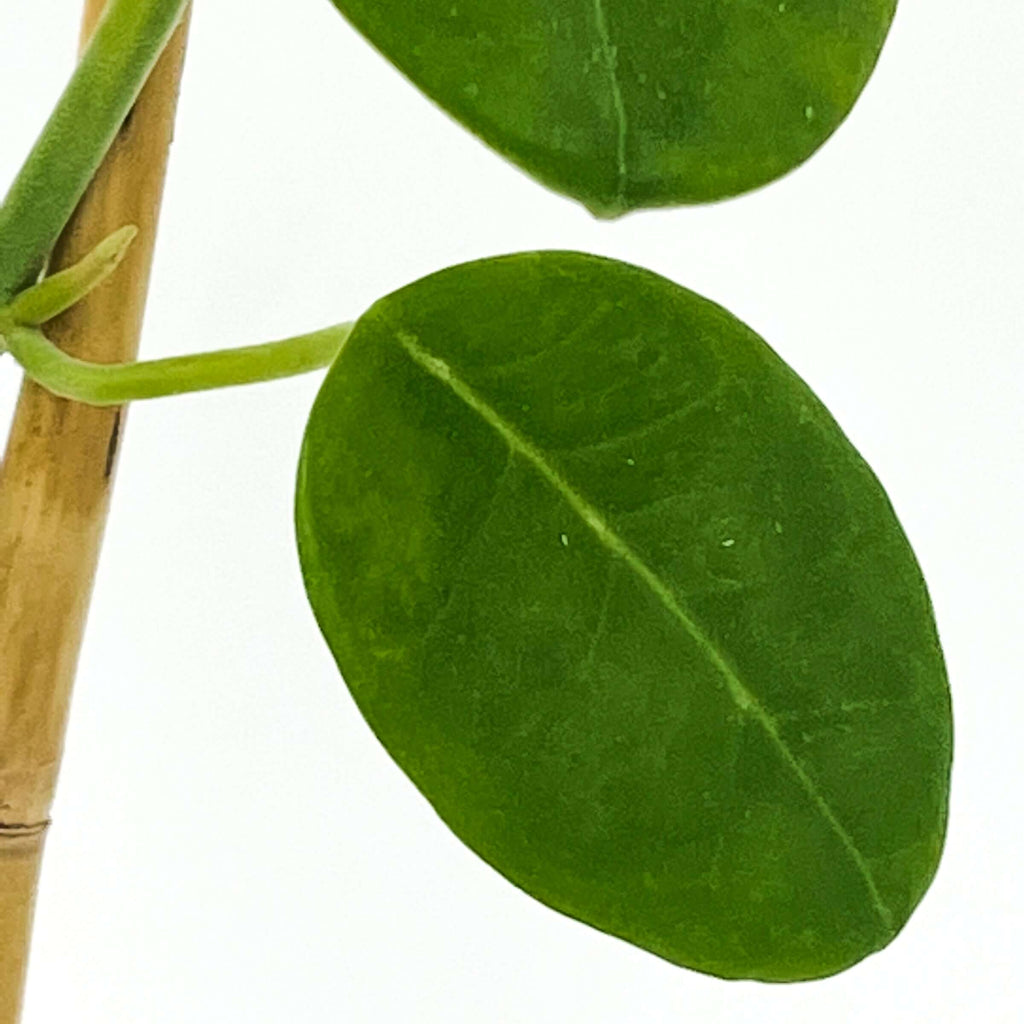 Close-up of Hoya sussuella leaves, showcasing glossy emerald green foliage, perfect for rare indoor plant lovers.