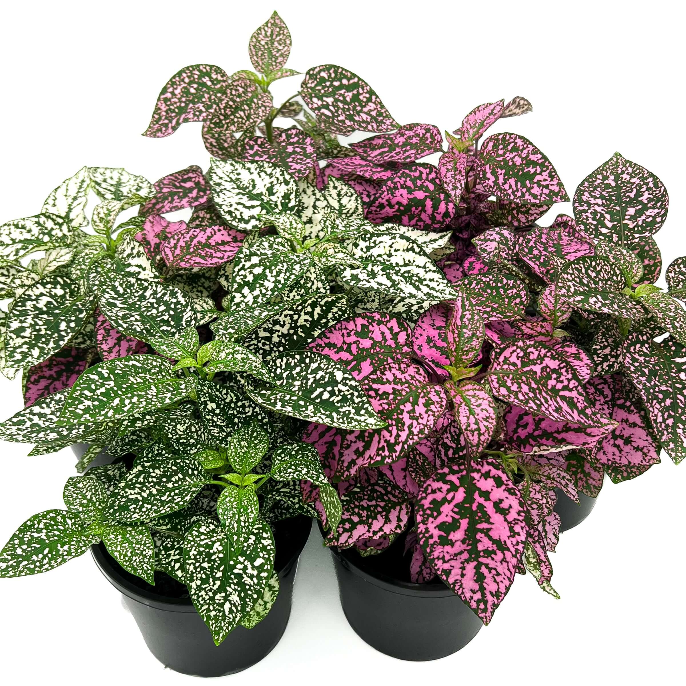 Hypoestes 'Polka Dot Plant' - Chalet Boutique, Australia