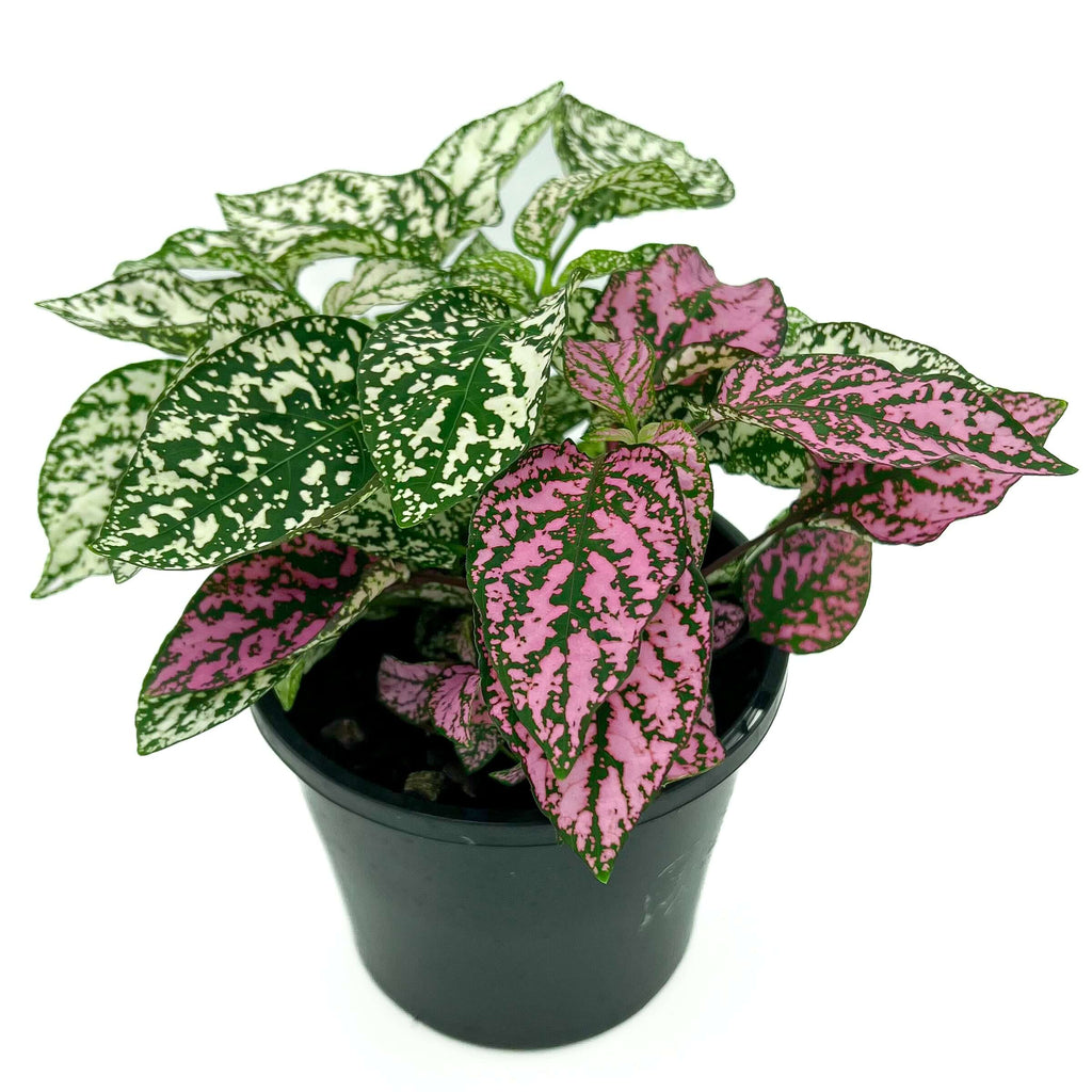 Hypoestes 'Polka Dot Plant' (Pink & White) | Indoor Plant | Chalet Boutique - Australia