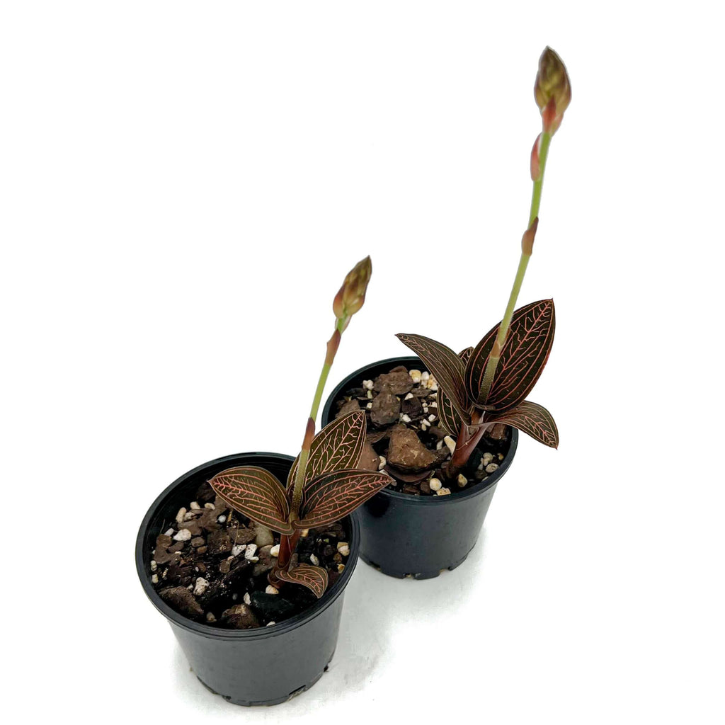 Jewel Orchid (Ludisia Discolor) | Indoor Plant | Chalet Boutique - Australia