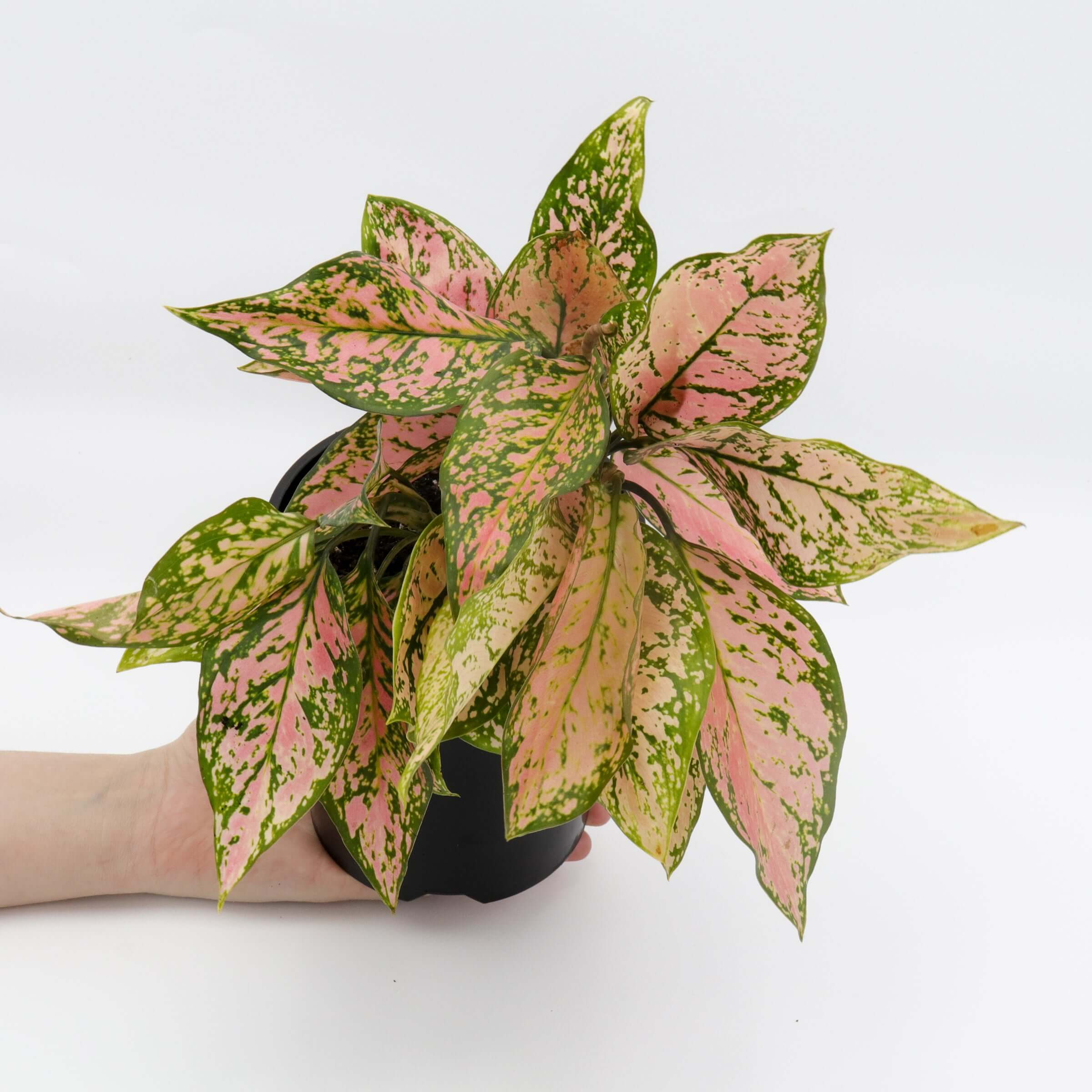 aglaonema buy australia Buy Aglaonema Lady Valentine
