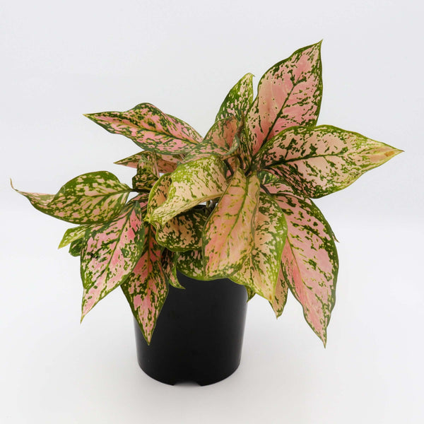aglaonema lady valentine wikipedia Buy Aglaonema Lady Valentine