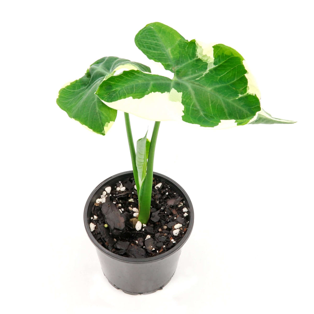 Mickey Mouse 'Alocasia Xanthosoma Variegatas' | Indoor Plant | Chalet Boutique - Australia