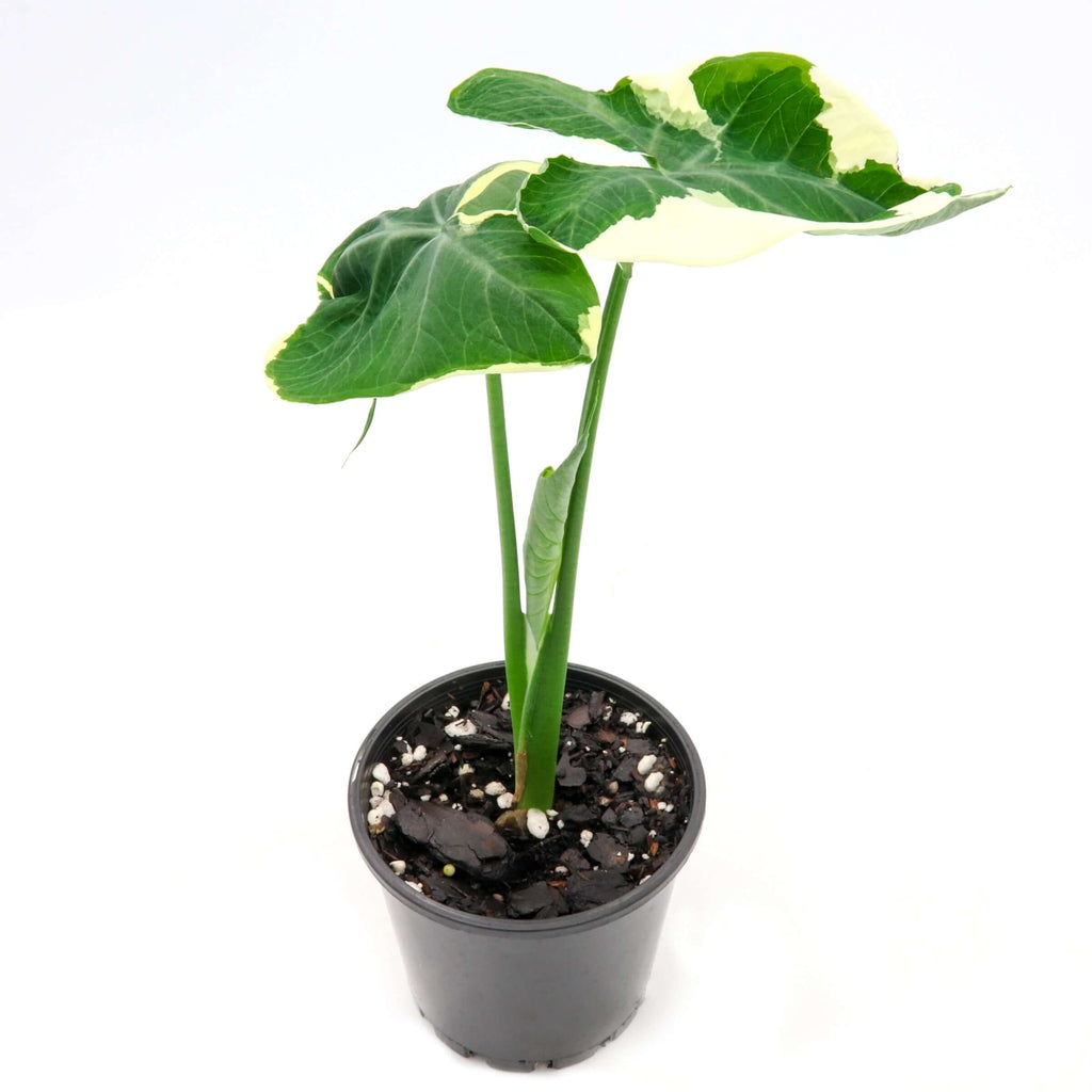 Mickey Mouse 'Alocasia Xanthosoma Variegatas' | Indoor Plant | Chalet Boutique - Australia