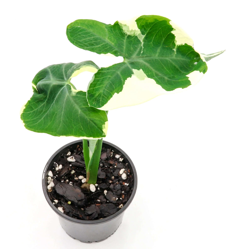 Mickey Mouse 'Alocasia Xanthosoma Variegatas' | Indoor Plant | Chalet Boutique - Australia