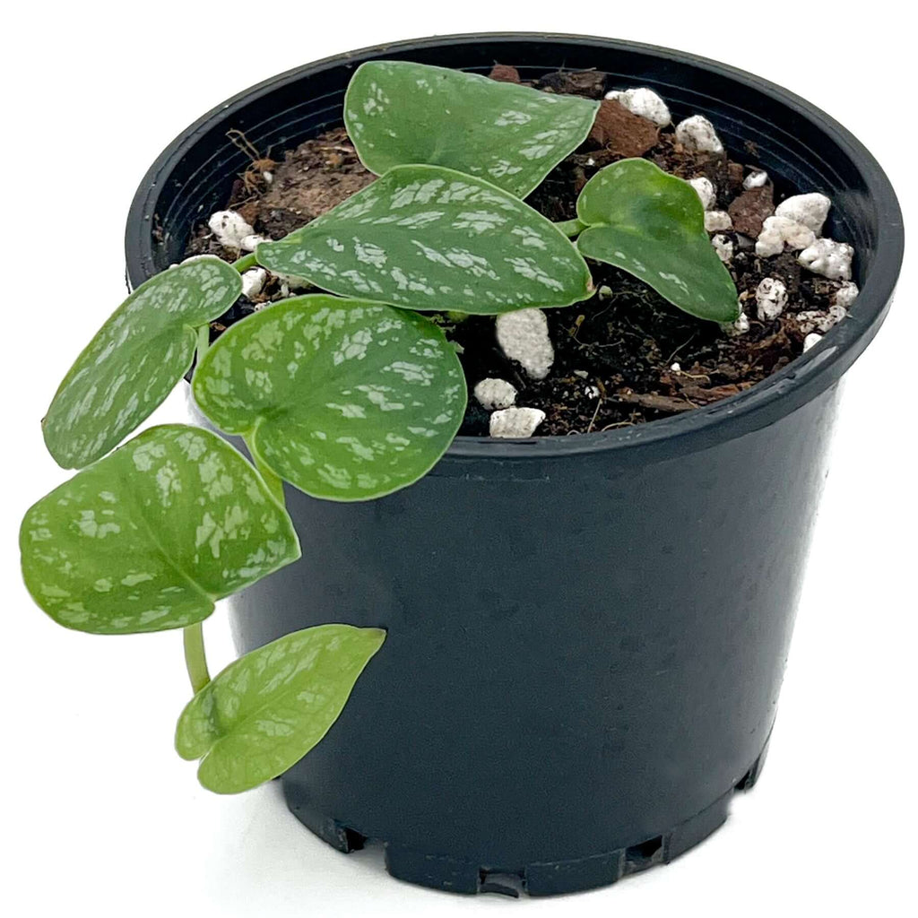 Monstera Dubia - Ready to shingle | Indoor Plant | Chalet Boutique - Australia