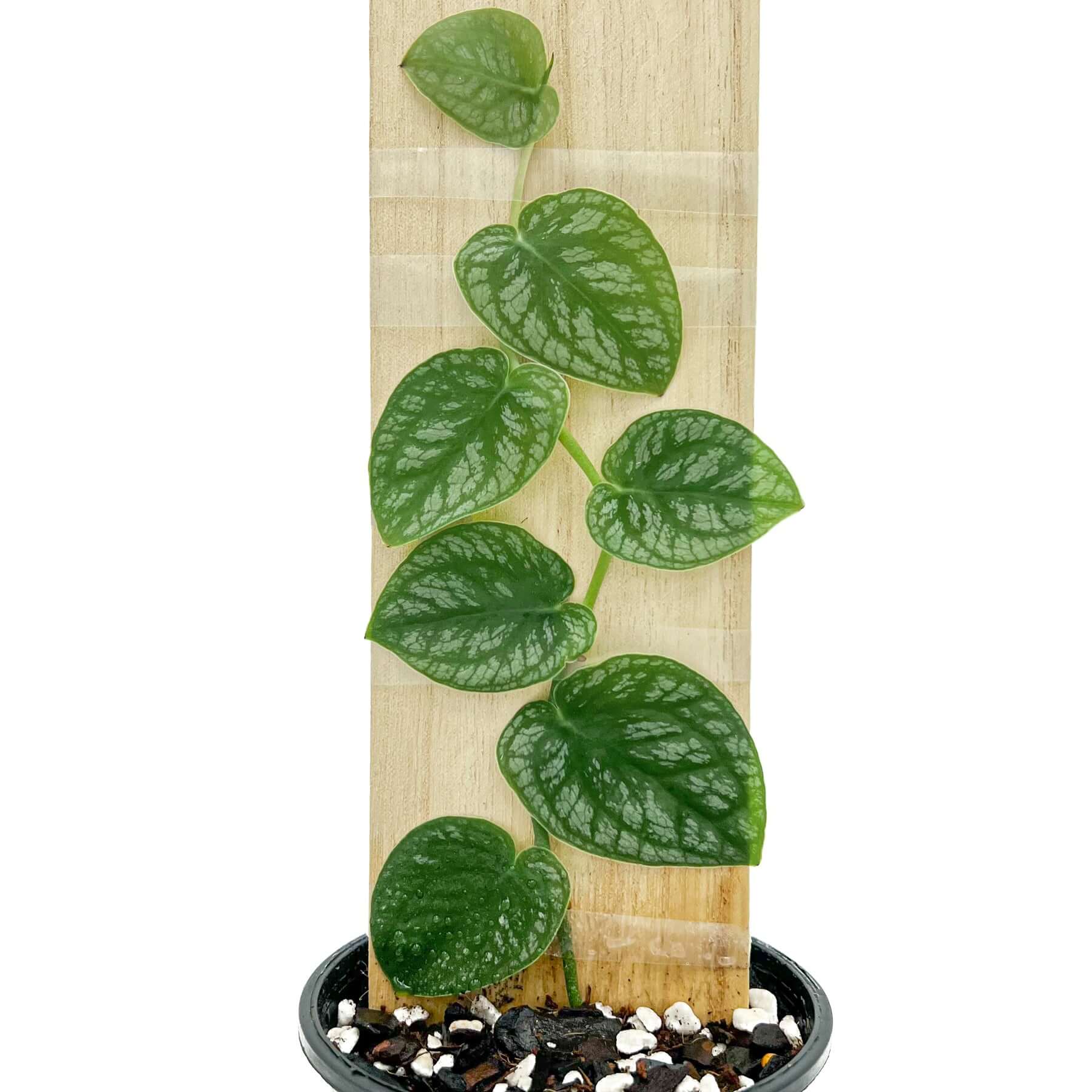 Buy Monstera Dubia - Unique Shingle Plant Online