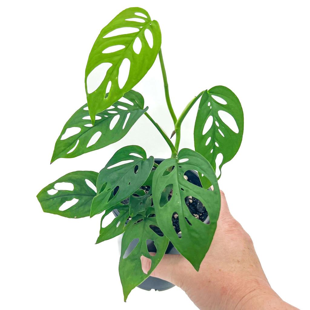 Monstera Adansonii | Indoor Plant | Chalet Boutique - Australia
