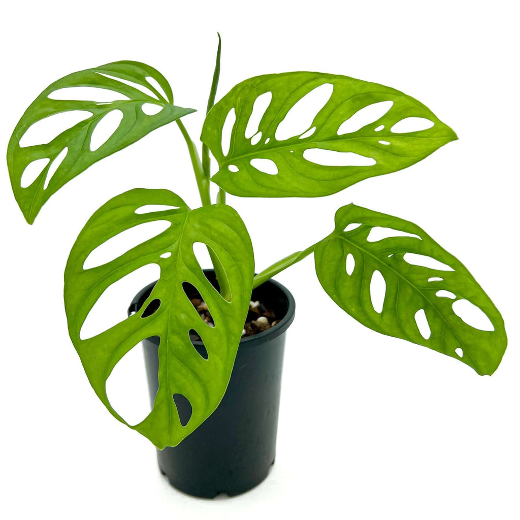 Monstera Adansonii 'Monkey Mask' | Indoor Plant | Chalet Boutique - Australia