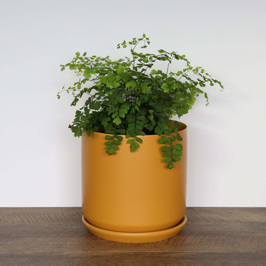 large mustard indoor plant pot Large Ochre Pot