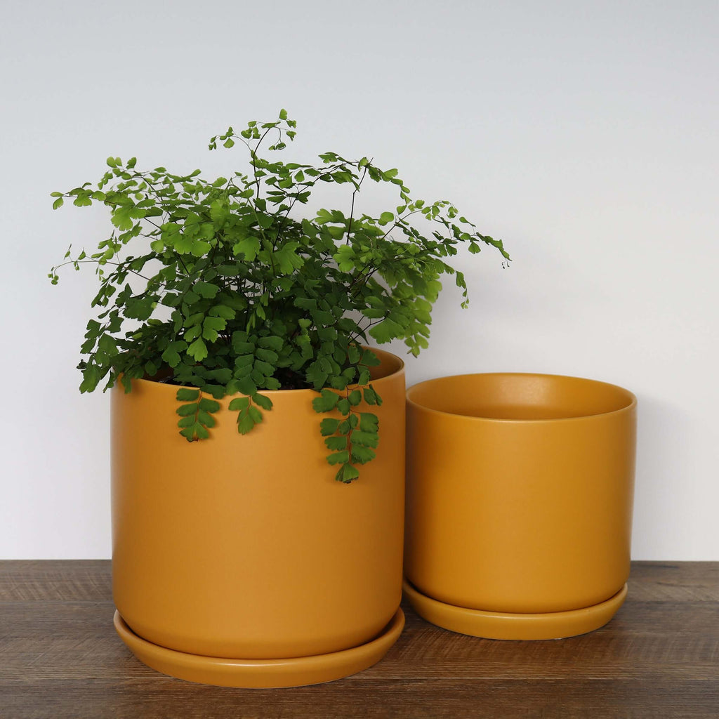 large ochre plant pot Large Ochre Pot